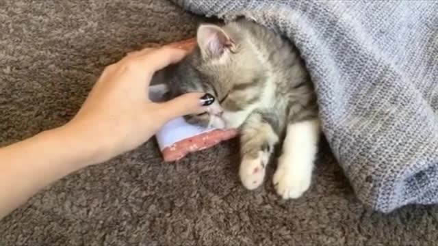 My cat squints