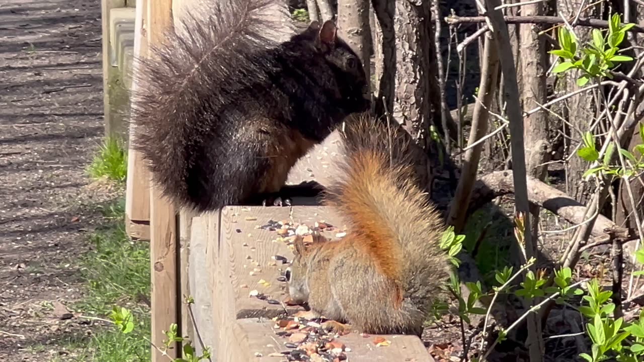 Feisty Red-Tailed Squirrel and friends