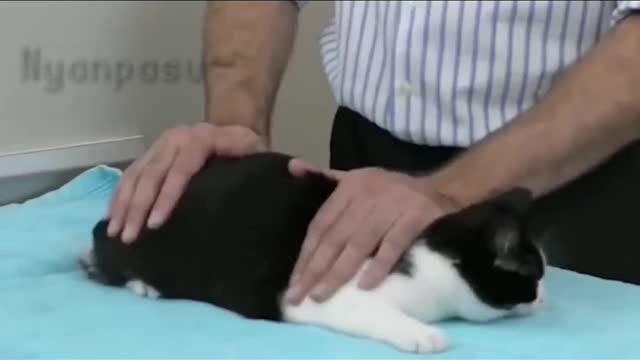 Squish that cat it the nutshell