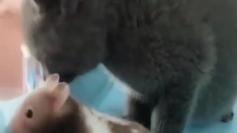 Best of The 2021 Funny Animals Video