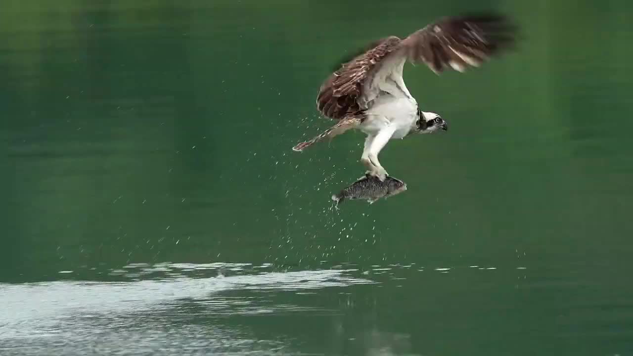 Osprey Catching Fish - Slow Motion Footage