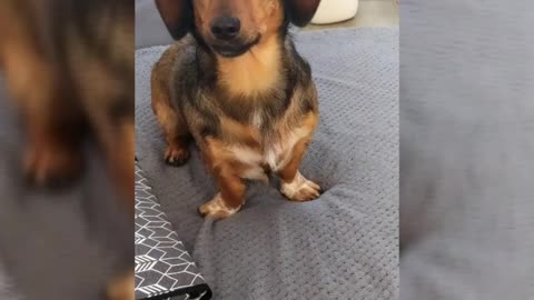 Hazel, cute dog