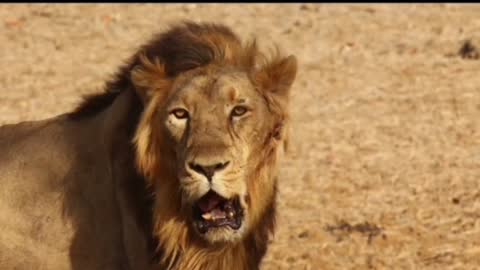 A snapshot of the life of an African lion