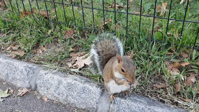 A cute squirrel that's been eating acorns.