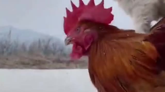 funny and cute dog with chicken very funny comedy pet videos