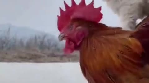 funny and cute dog with chicken very funny comedy pet videos