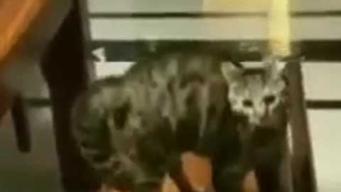 CAT JUMPS AND SIDESTEPS #shorts