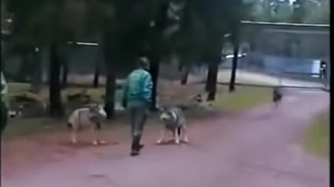 woman vs wolf