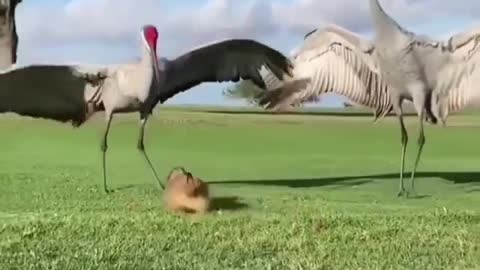 Fun animals