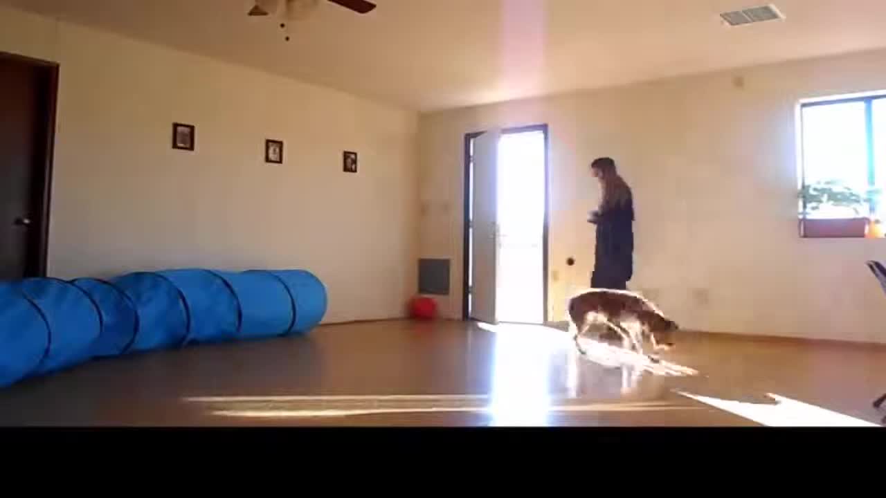 An efficient way of stopping your pup from jumping!