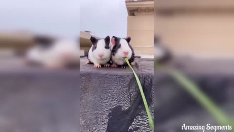 (2021) ✅the funniest video
