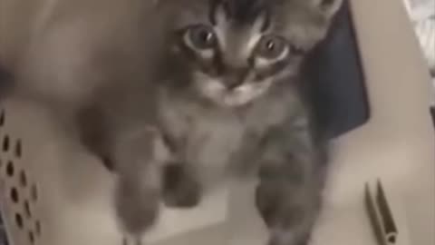 funny and cute cats