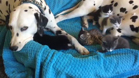 Foster cats completely invade the Dalmatian bed