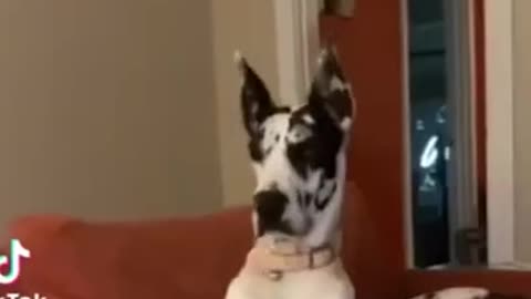 I am a Big Kid Now Cute Baby Dog
