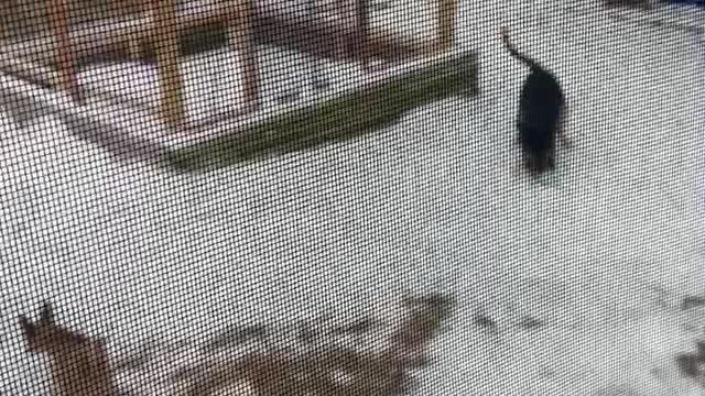 Scooby and Gayle : the Texas case of the disappearing snowball