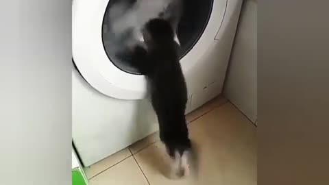 Omg so cute cats ❤💫best funny cat videos2021///try not to laugh !🚫!😂🚫