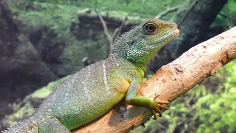 So Scary Water Dragon