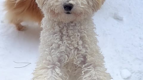 Cute Toy Poodle | cute dog |