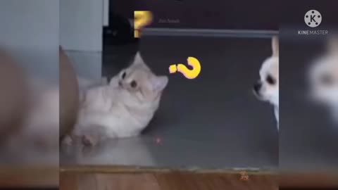 Best funny cats😂 || mister3333 || fun time