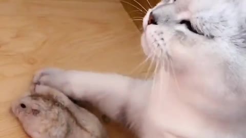 The cat is in the corner