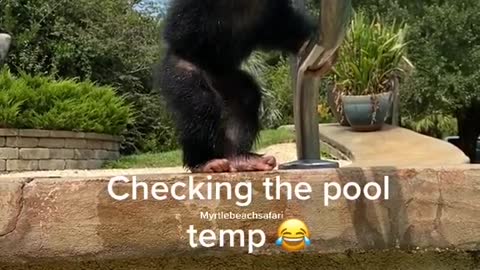 Chimpanzee check pool temperature