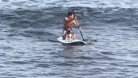 Surfer pug from down under