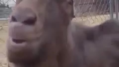 Goat like human