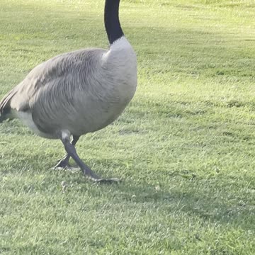 Goose hanging around the garden.