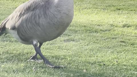 Goose hanging around the garden.