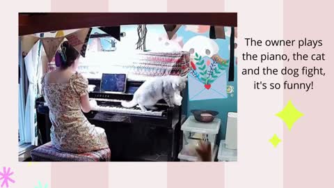The owner plays the piano, the cats and dogs fight, it's so fun!