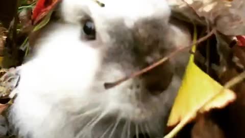 Surprise! Look what appears from a pile of leaves!
