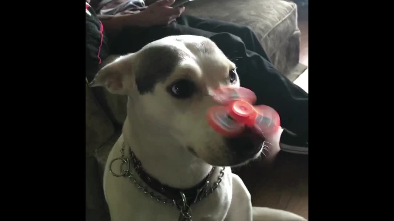 White dog orange spinner