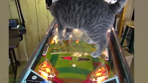 1 Hour of Funniest Cat Videos on the Planet #3 - Best Funny Animal Videos 2022