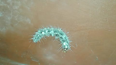 Gaint caterpiller