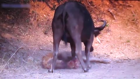 African Buffalo Kills Lion Wild Animals Fight To Death