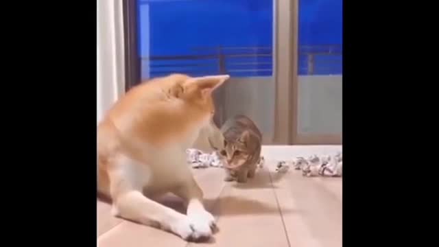 too funny and cute cat video