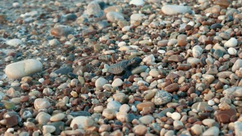Baby turtle crawling on beach to sea