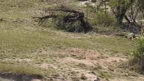 A tough day for a buffalo