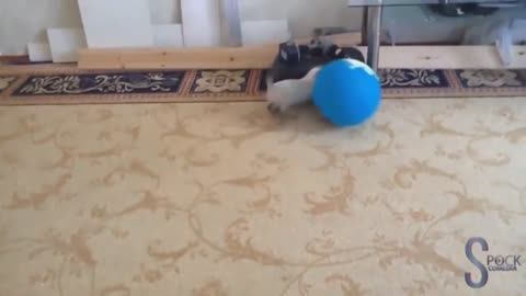 Gato vs balãoo