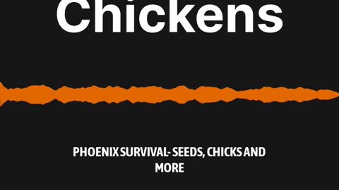 The Realities of Raising Chickens w/ Phoenix Survival