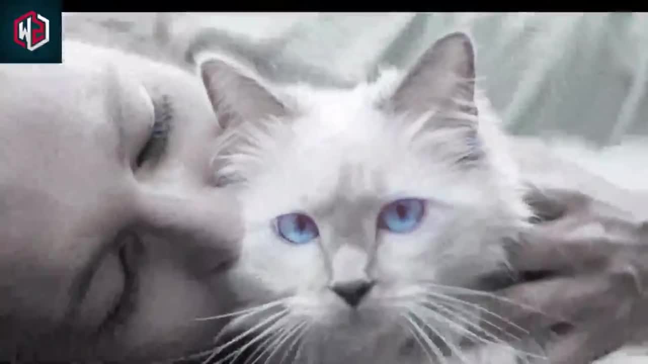 What it REALLY means when your cat cuddles you