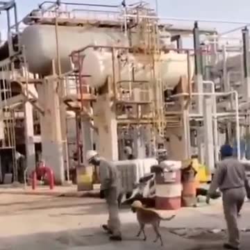 Los empleados de una refinería actúan ante el perrito callejero que se les acercaba cada día