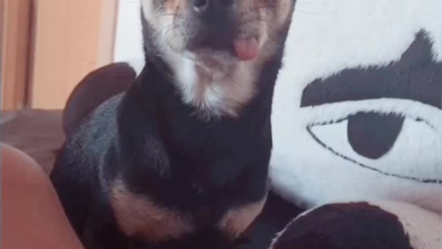 Sleepy black chihuahua dog falling asleep