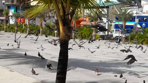 Pigeon paradise