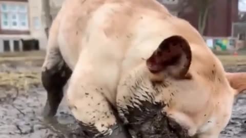 Puppy in Mud!