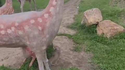 Spotted deer