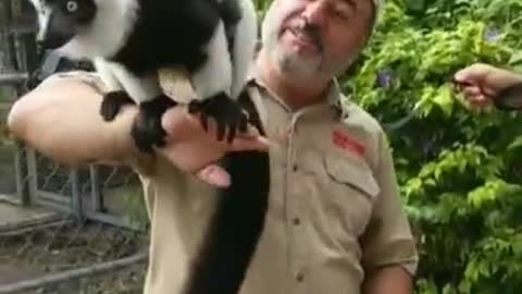 One amazingly beautiful Creature 🐒 black and white lemur