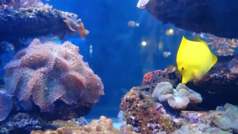 The underwater world as you've never seen it_Part 1_2021. AnimalEdison.