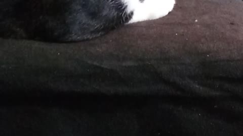 being ignored by the owner of the house