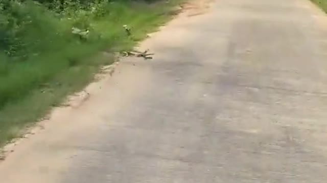 Monitor Lizard Picks The Worst Time to Cross Road